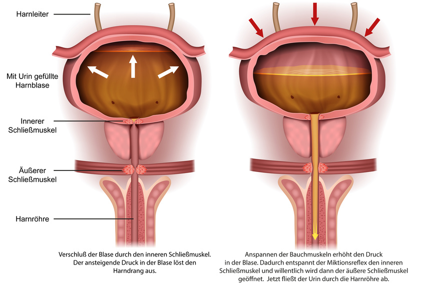 Anatomie der Harnblase
