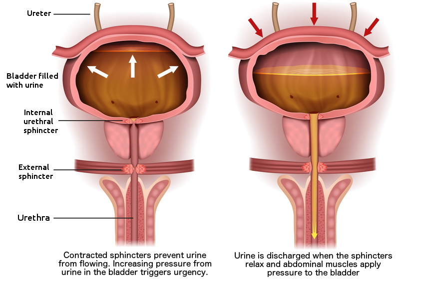 Anatomy of the bladder